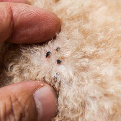 4 Products to Get Rid of Fleas and Ticks on Dogs