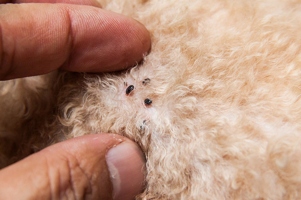 4 Products to Get Rid of Fleas and Ticks on Dogs