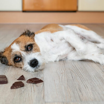 Best and Worst Foods for Pets