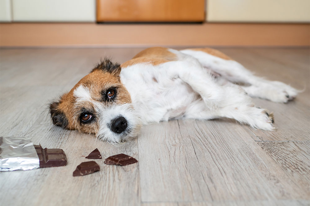 Best and Worst Foods for Pets
