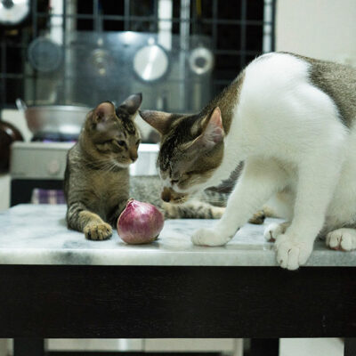 Best and Worst Fruits and Vegetables for Cats