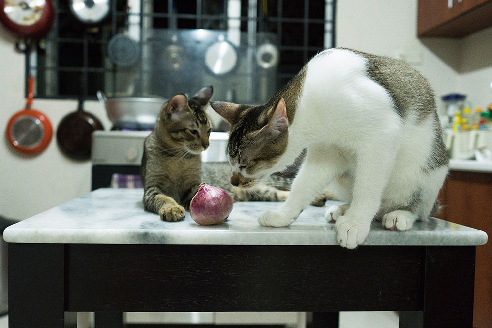 Best and Worst Fruits and Vegetables for Cats